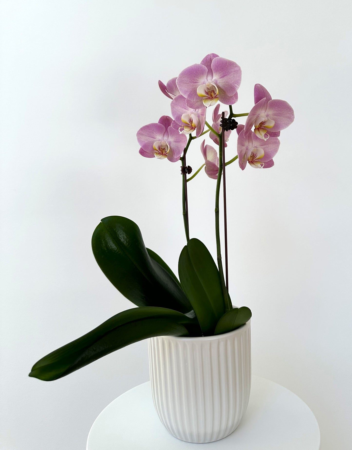 Pink phalaenopsis orchid in white ribbed ceramic pot, lush green leaves, minimalist setting