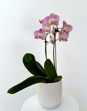 Open image in slideshow, Orchid plant
