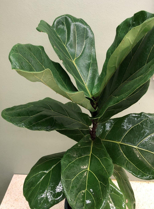 Fiddle leaf fig indoor plant with large glossy green leaves against a neutral background