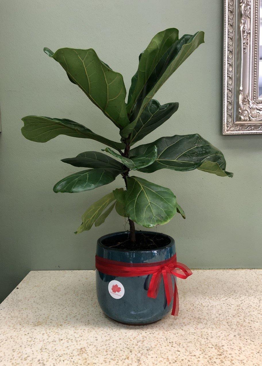 fiddle leaf fig brisbane Fiddle Leaf Fig in a Pot