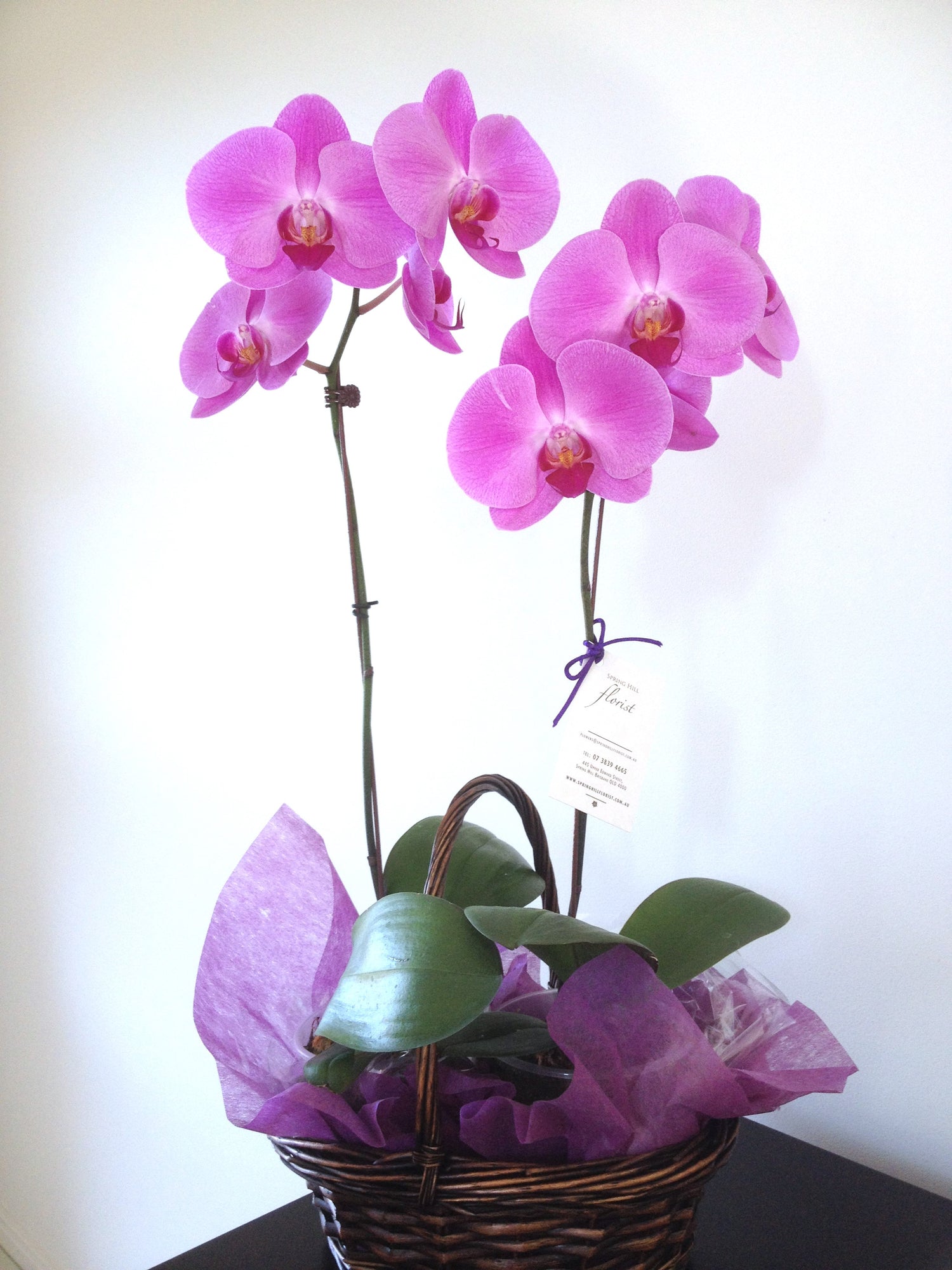 Pink double stemmed orchid plant in a woven basket with purple tissue paper, gift ready