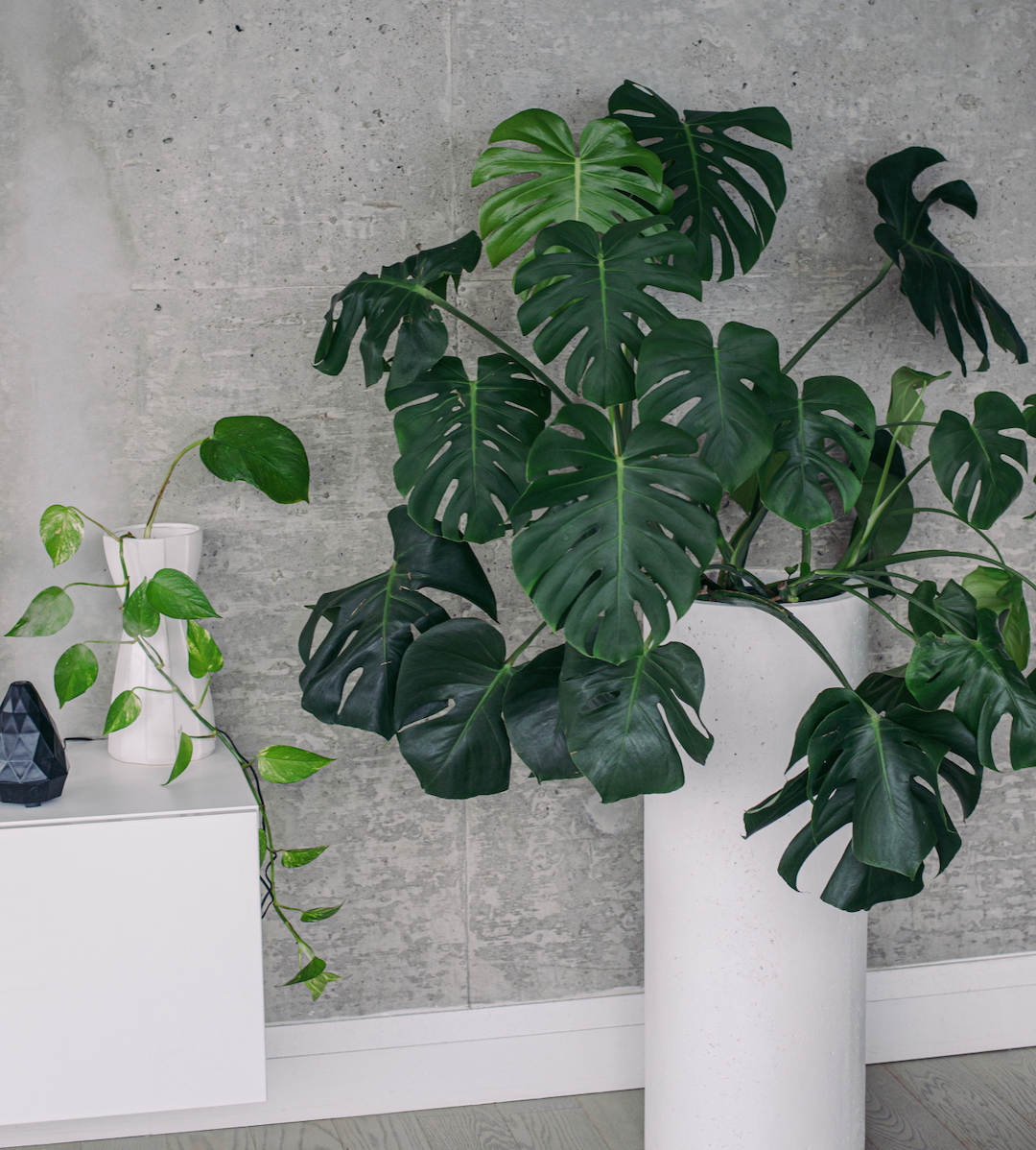 Indoor plants