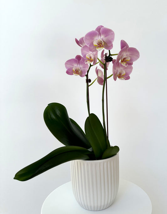Orchid plant