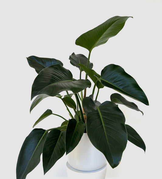 Lush indoor green plant with large glossy leaves in a modern white pot against plain background