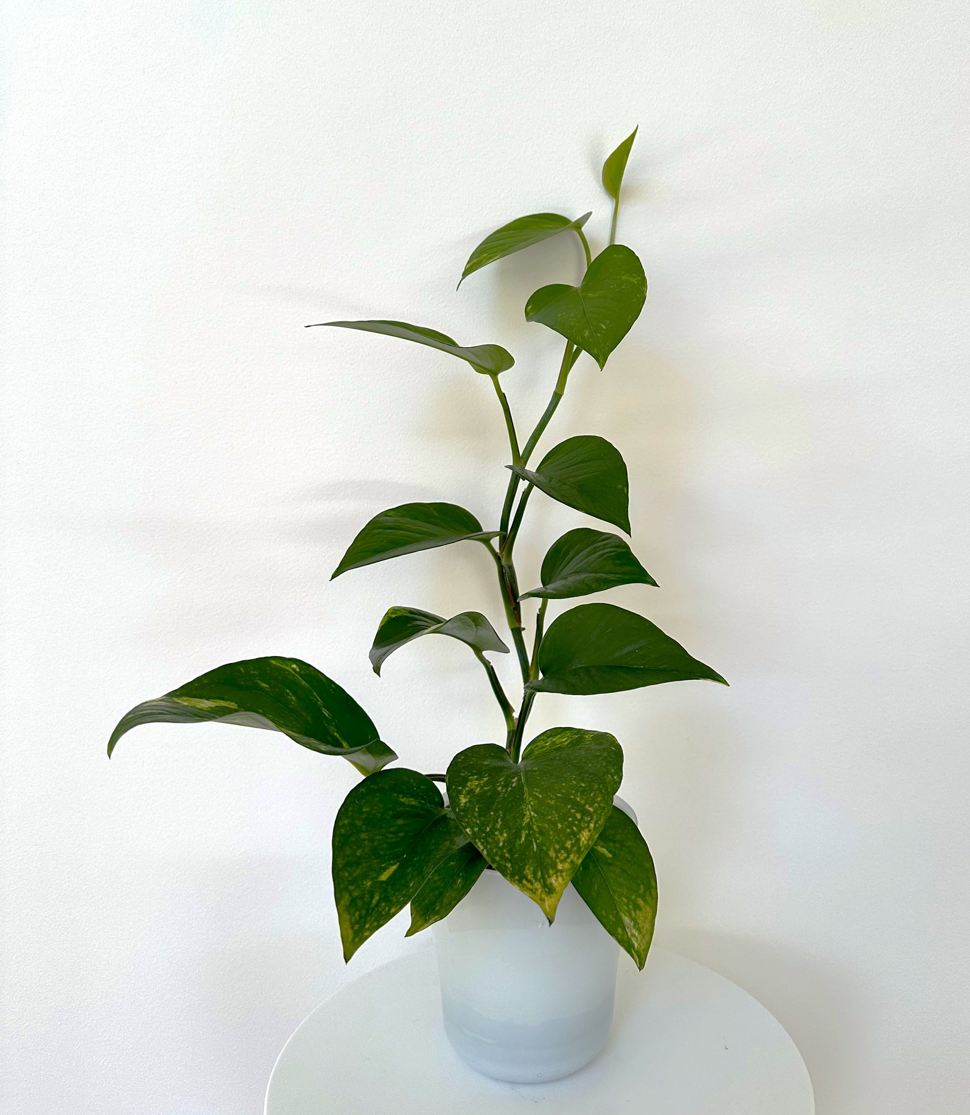 Large Devil's Ivy plant with heart-shaped green leaves in a white pot on a round table