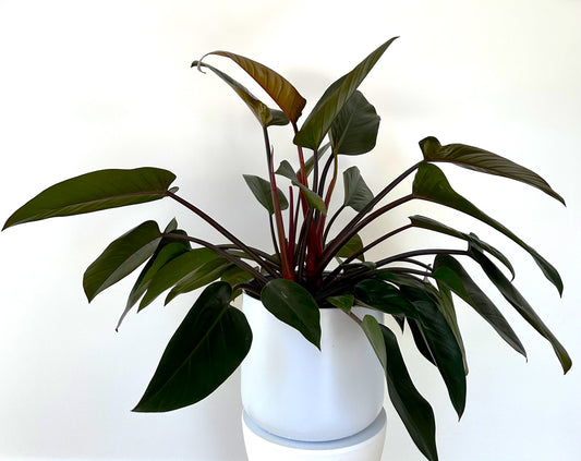 Philodendron with deep green leaves and red stems in a white pot against a plain background