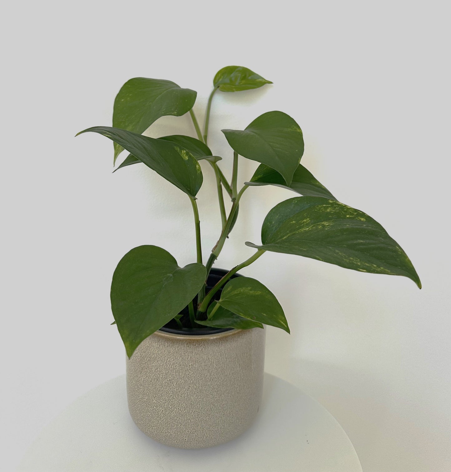 Devil's Ivy plant with glossy green leaves in a small beige ceramic pot on white background