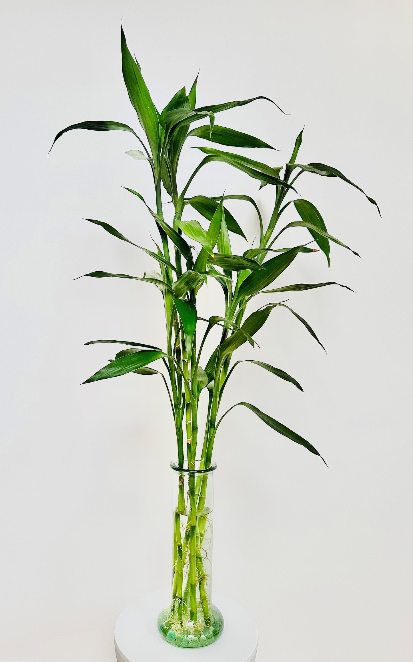 Fresh lucky bamboo stems in a clear glass vase, arranged with green foliage, indoor plant decor