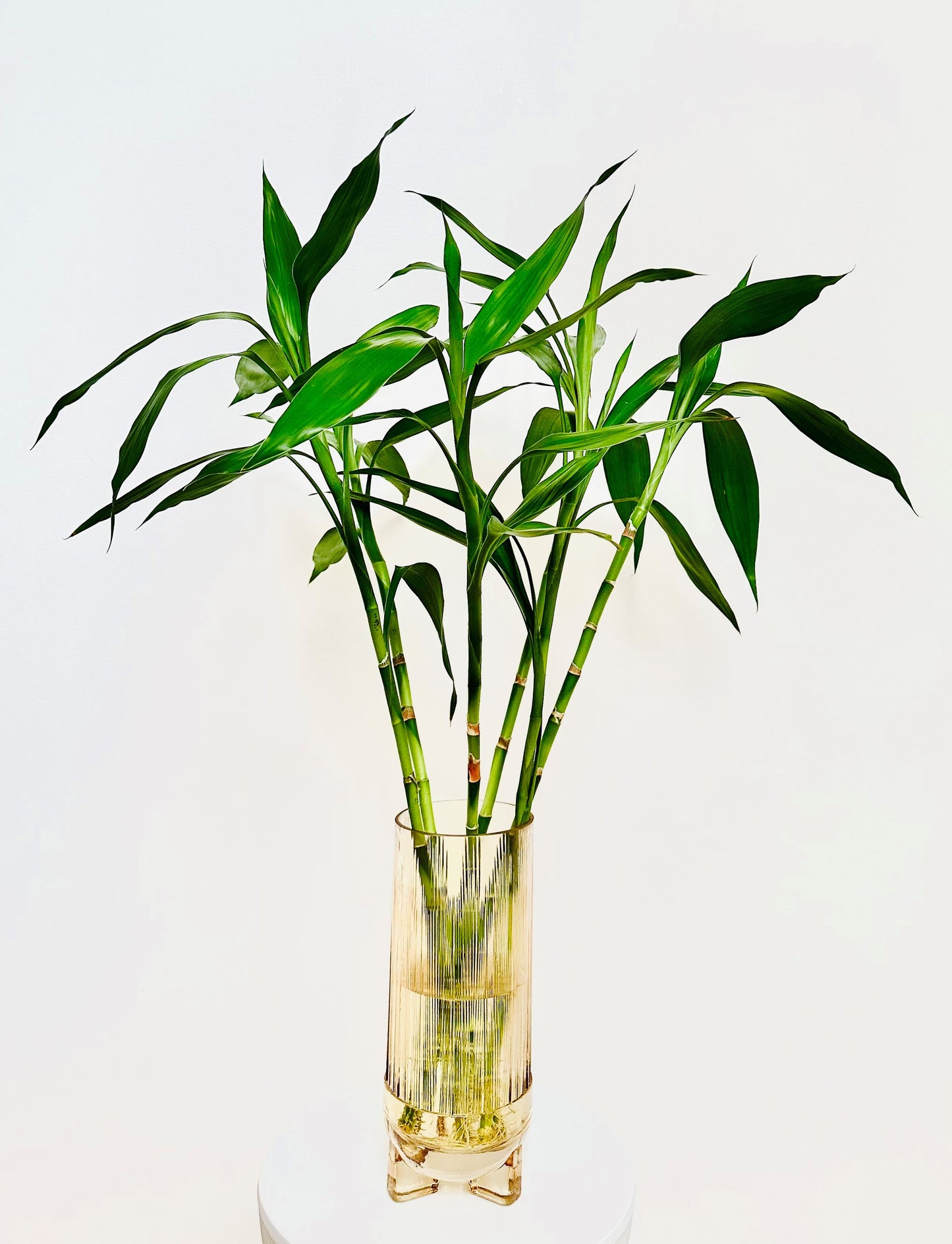 Lucky bamboo plant arrangement in a clear glass vase on a white table, green leaves and stalks