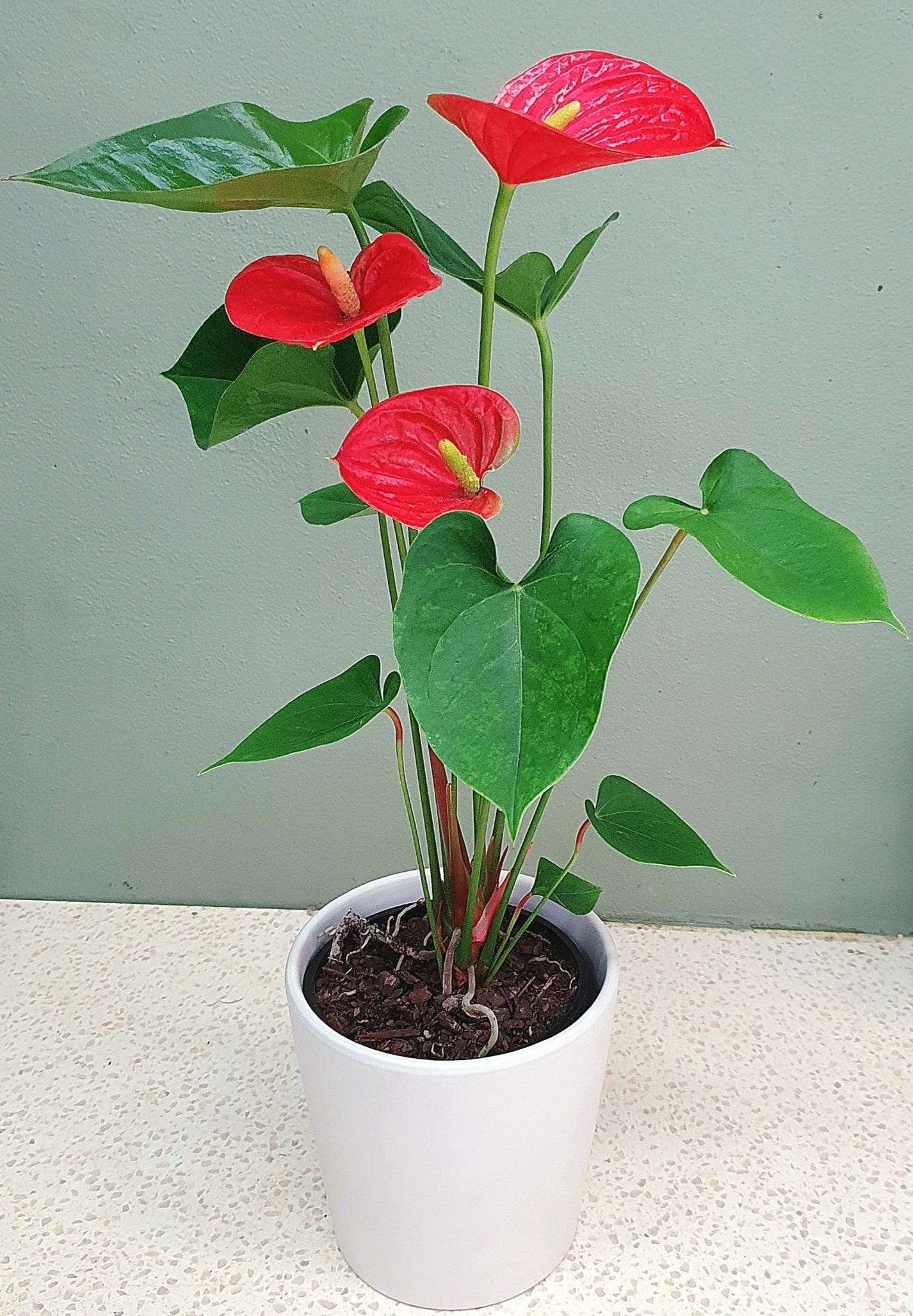 Red anthurium plant with green leaves in a white pot, indoor houseplant