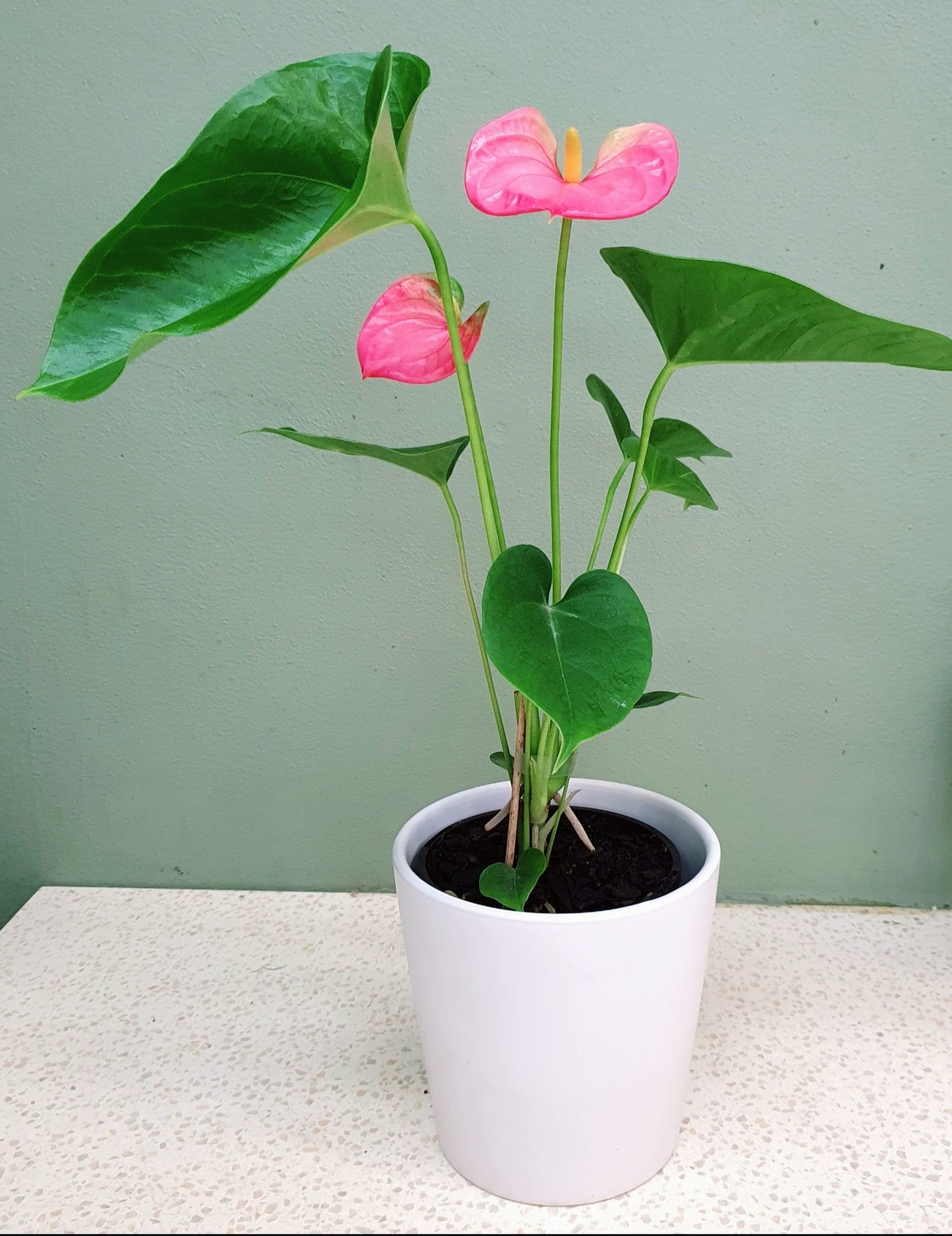 Pink anthurium plant with green leaves in a white pot on a light table indoors