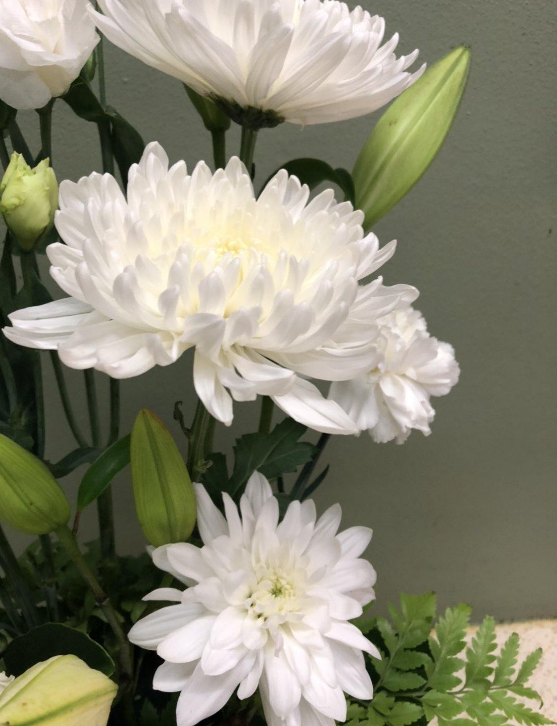Fresh white chrysanthemums and lily buds in a floral arrangement against a green background