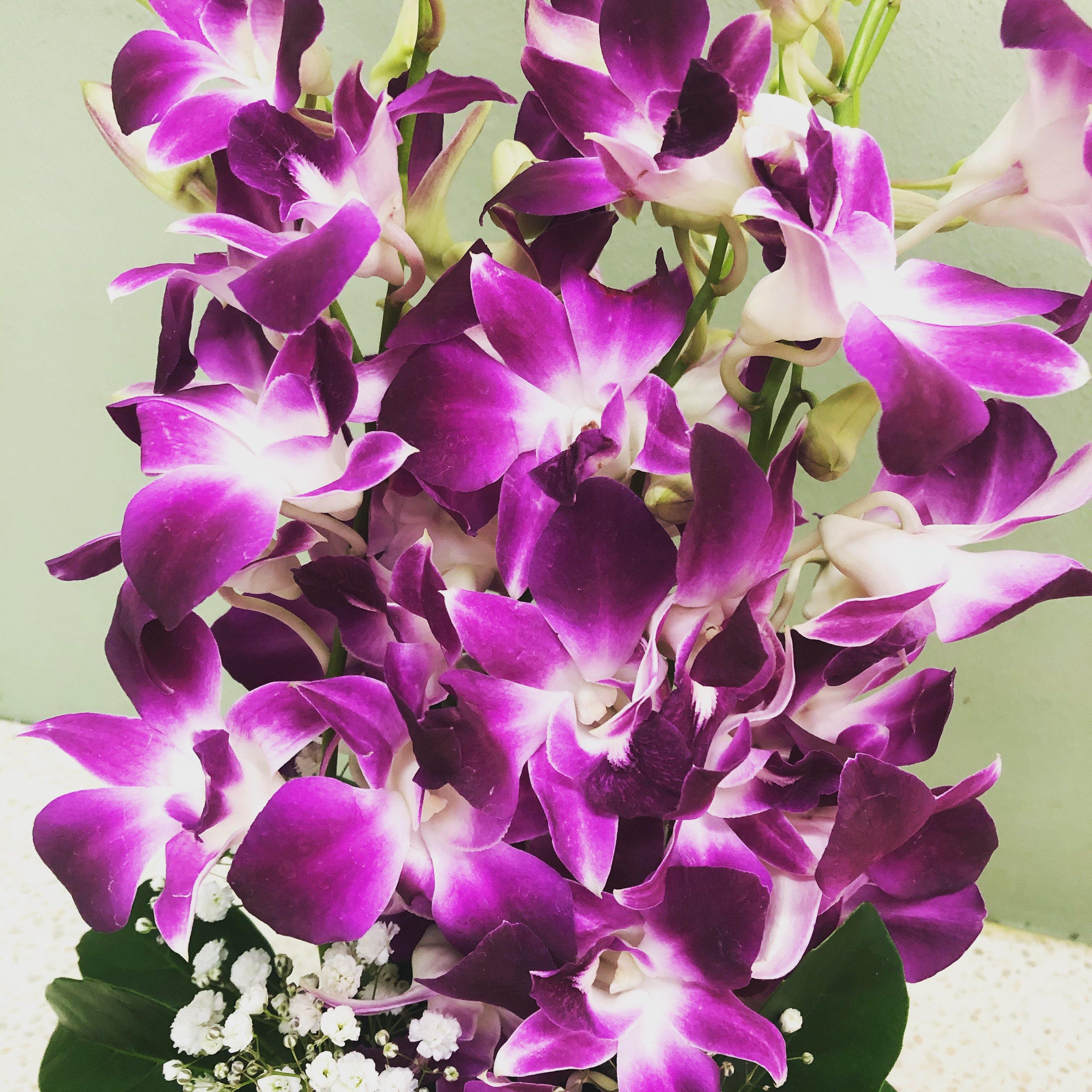 Orchid Beauty - Spring Hill Florist