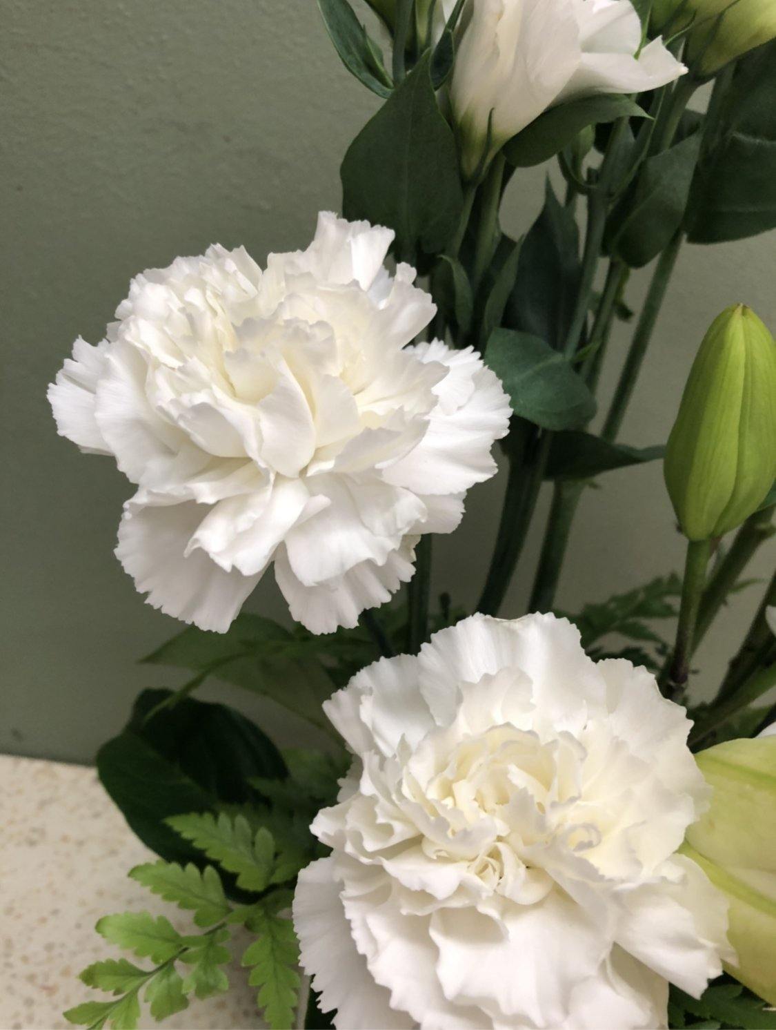 Fresh white carnations bouquet with green foliage, close-up, against a soft background